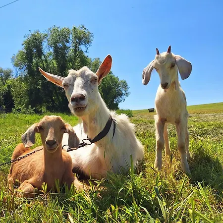 ďurik Affittacamere 3*