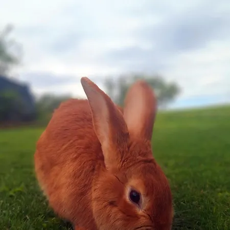 Pensjonat Durik Pavčina Lehota